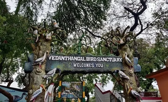 Vedanthangal-Bird-Sanctuary