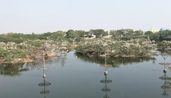 Uppalapadu Bird Sanctuary