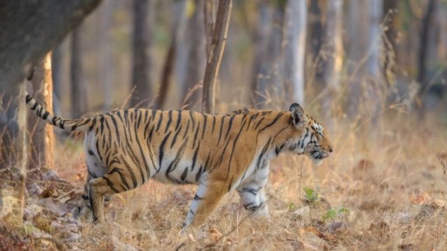 Best Time To Visit Pench National Park