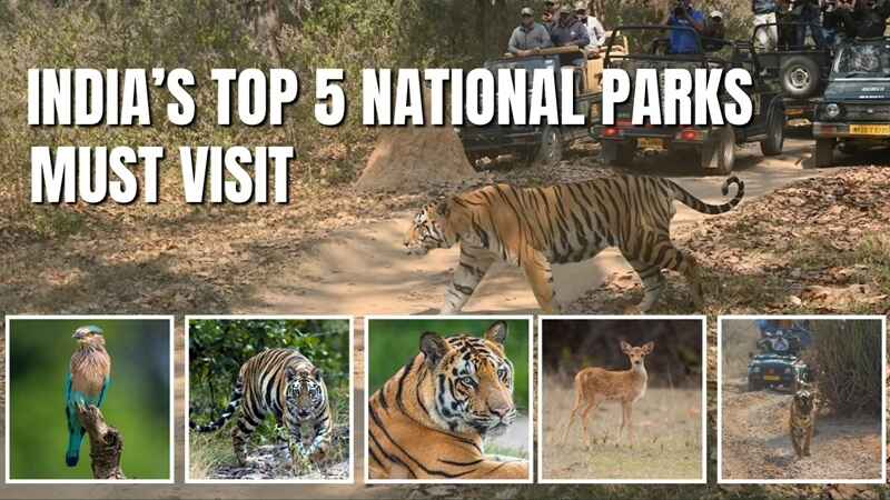 Top 5 National Parks to Visit in India | A Complete Guide